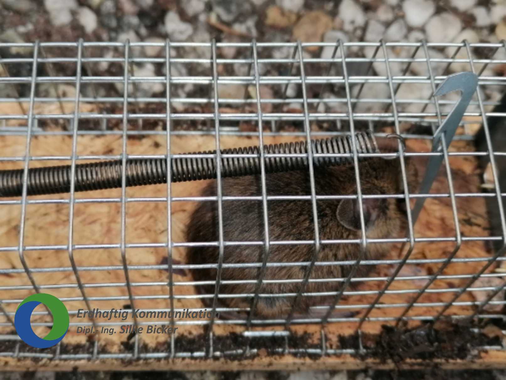 Maus auf Balkon?!? NaturSichtMagazin