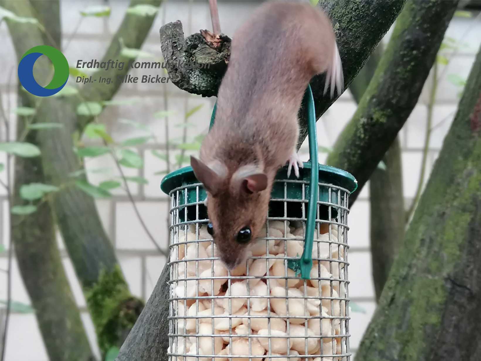Waldmuse mgen Erdnsse - NaturSicht-Magazin