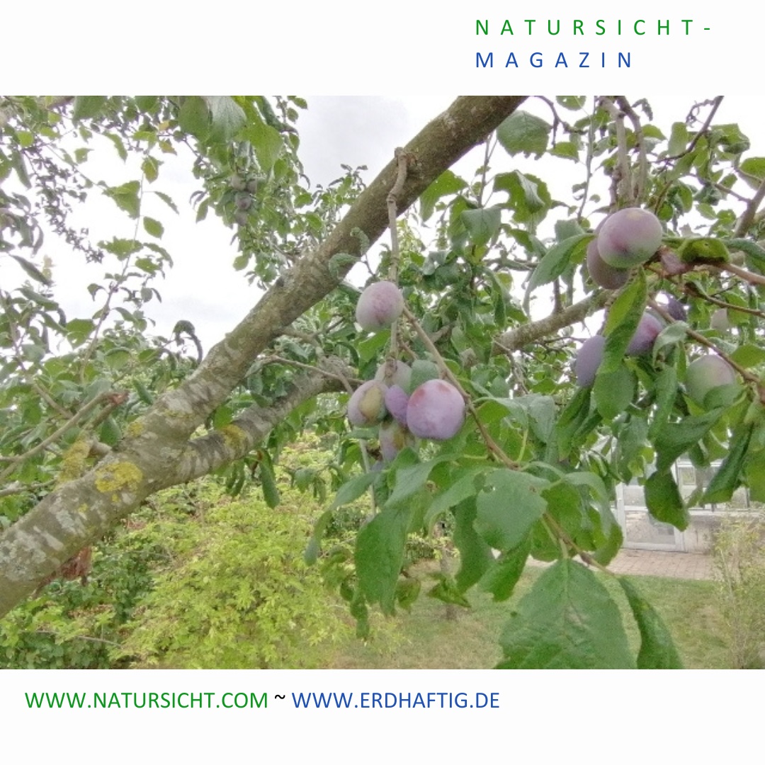 Frühherbst im Garten – wo bleibt das Fettfutter bitteschön?!?