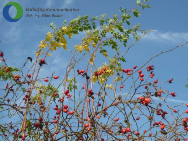 Herbstliche Naturerfahrungen